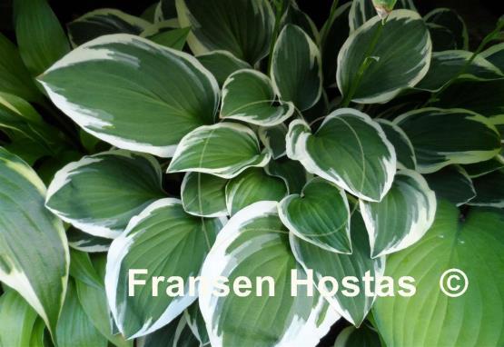 Hosta Diamond Tiara